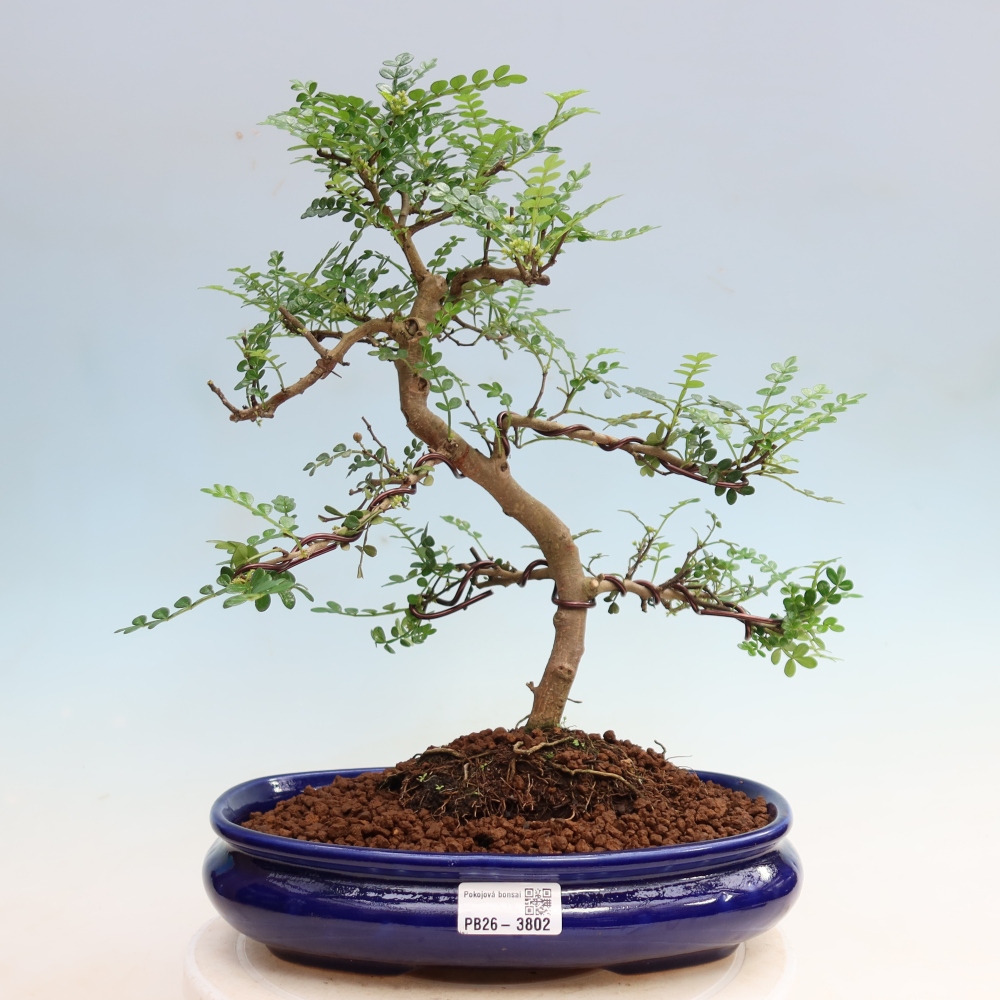 Pokojová bonsai - Zantoxylum piperitum - Pepřovník