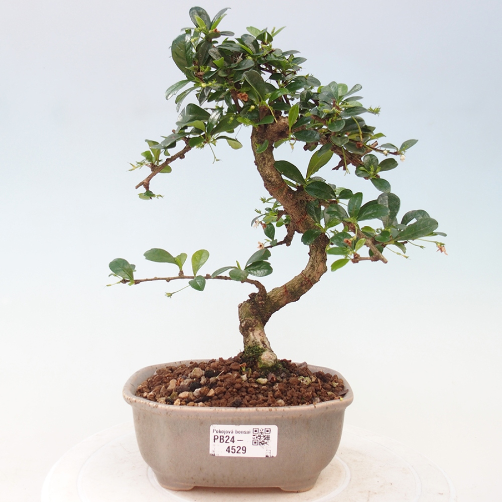 Pokojová bonsai - Carmona macrophylla - Čaj fuki