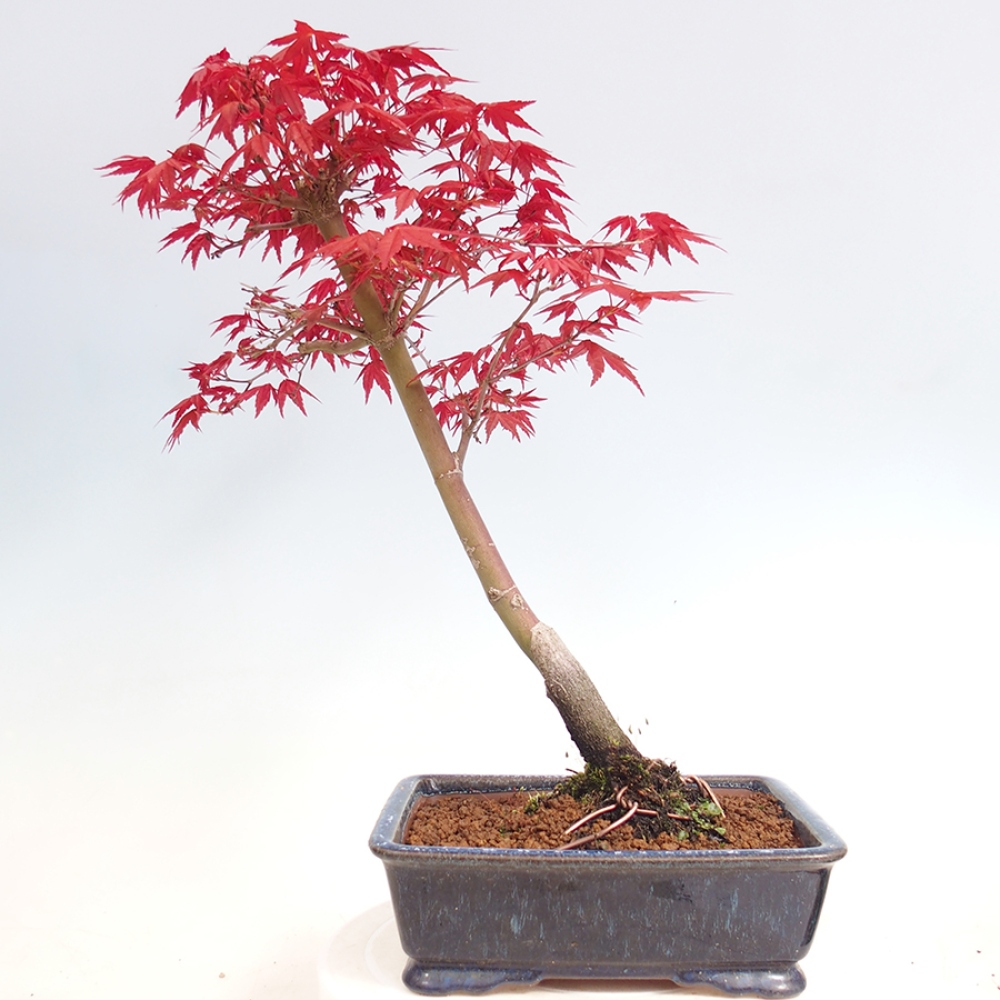 Venkovní bonsai - Javor dlanitolistý - Acer palmatum DESHOJO