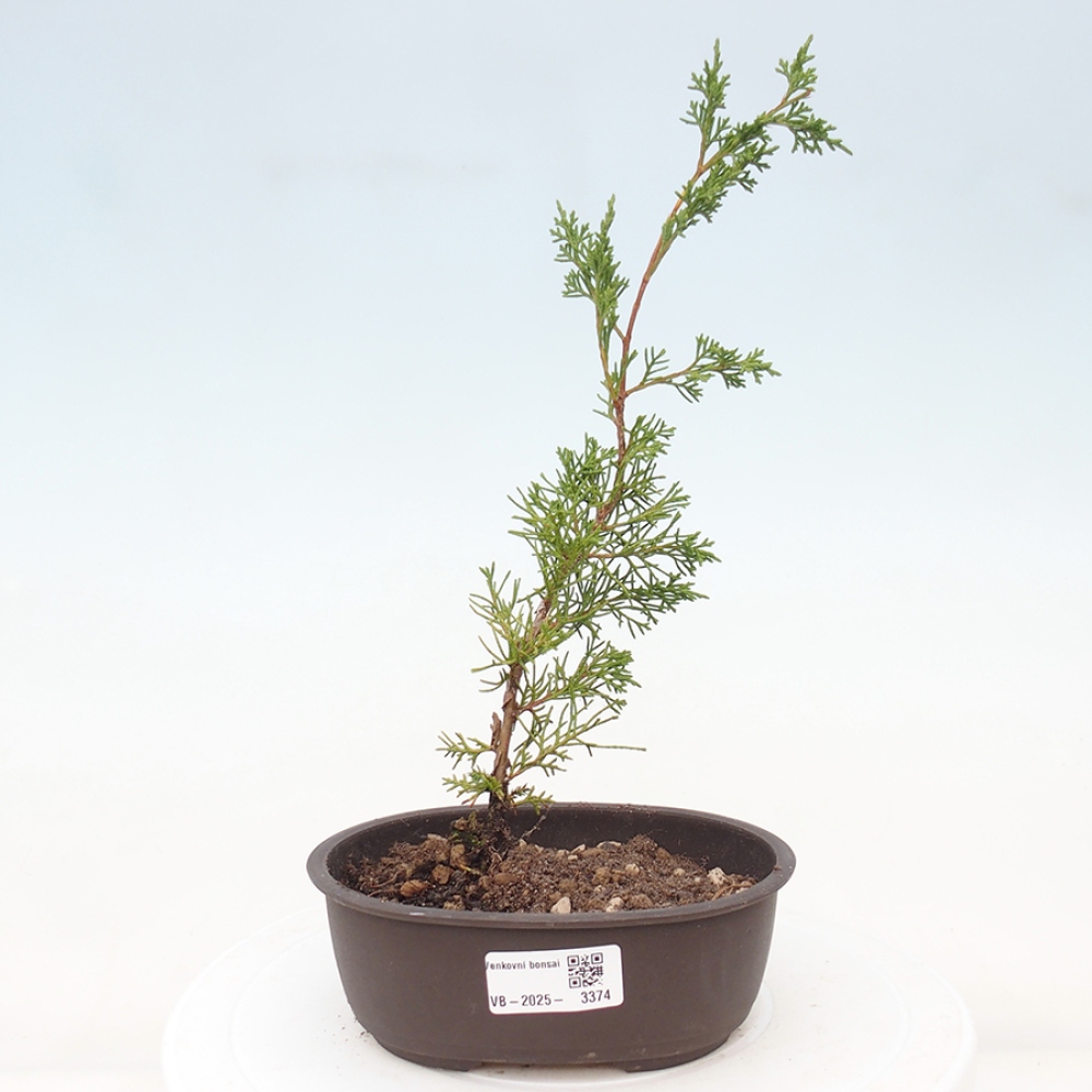 Venkovní bonsai - Juniperus chinensis Itoigawa -Jalovec čínský
