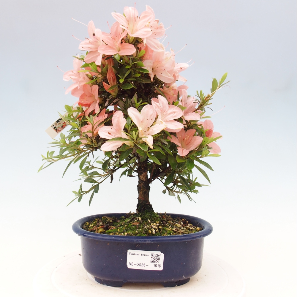 Venkovní bonsai - Japonská azalka - Azalea Nikko