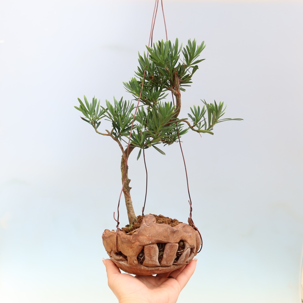 Kokedama v keramice -Podocarpus - Kamenný tis