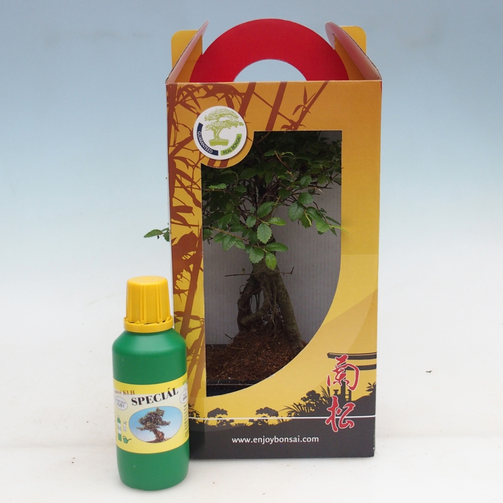 Pokojová bonsai v dárkové krabičce Ulmus parvifolia - Jilm čínský