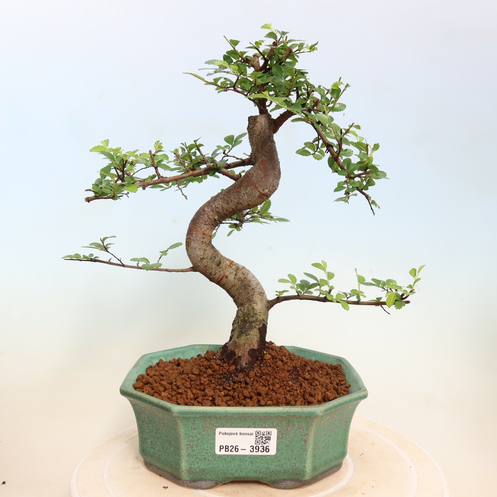 Pokojová bonsai - Ulmus parvifolia - Malolistý jilm