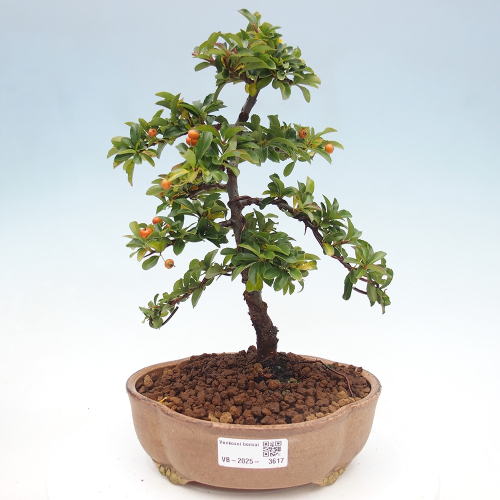 Venkovní bonsai-Pyracanta Teton -Hlohyně