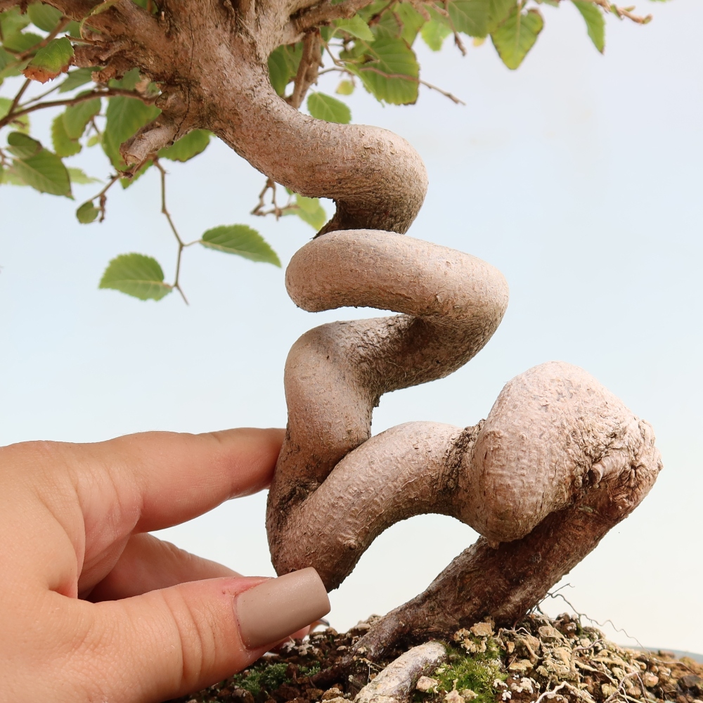 Venkovní bonsai -Carpinus CARPINOIDES - Habr korejský
