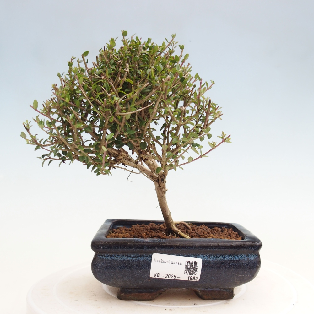 Venkovní bonsai-Lonicera nitida Twiggy -Zimolez