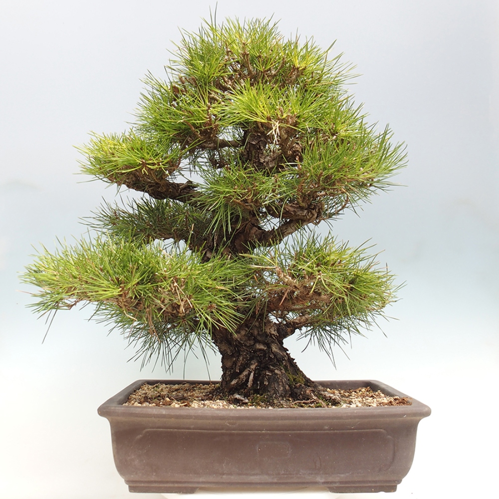 Venkovní bonsai - Pinus thunbergii - Borovice thunbergova