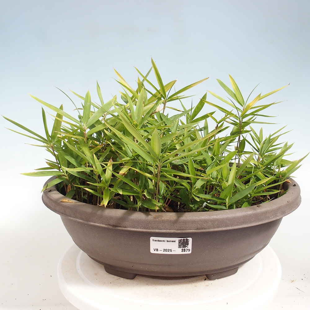Venkovní bonsai - Pleioblastus argenteostriatus f.pumilus - Bambus zakrslý 