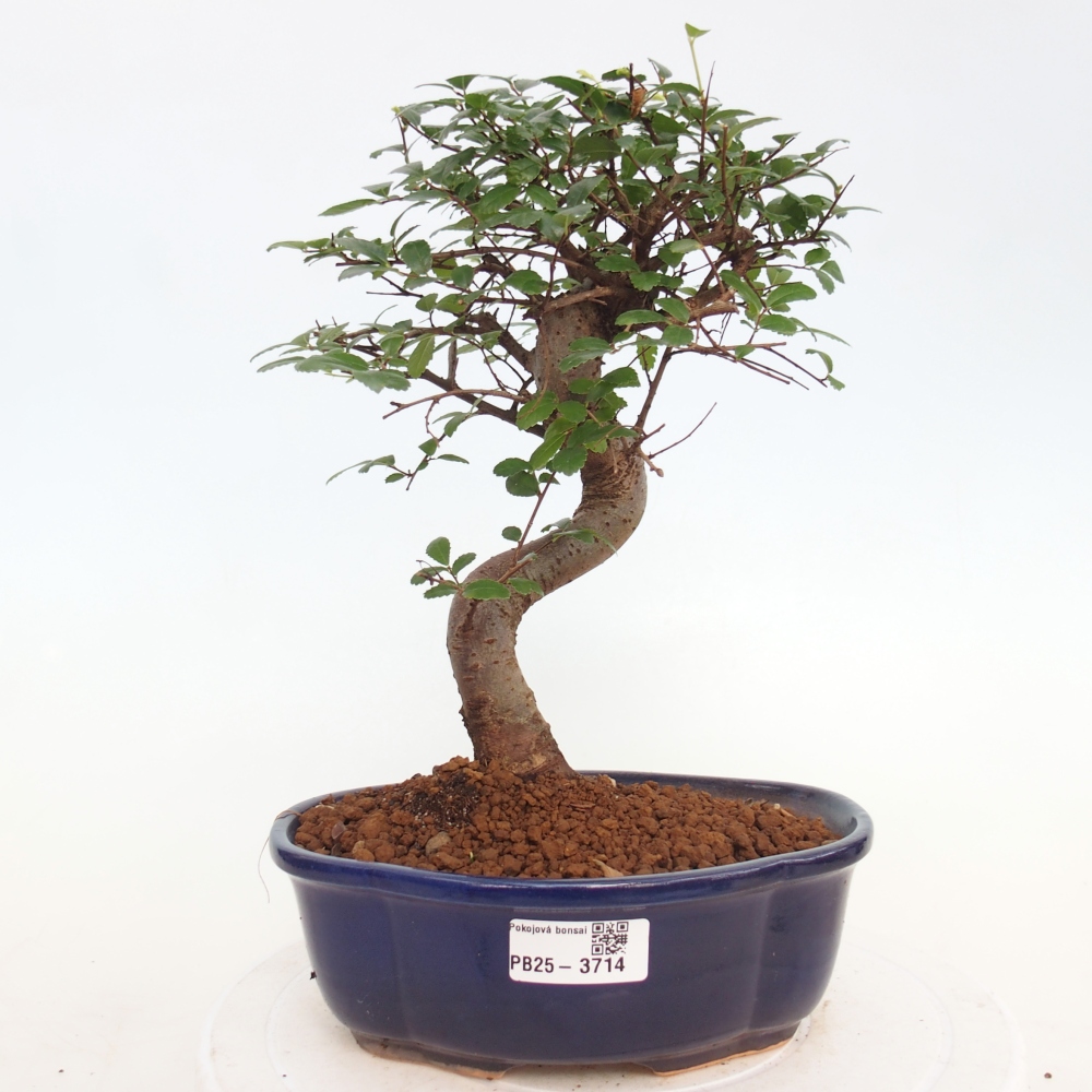 Pokojová bonsai - Ulmus parvifolia - Malolistý jilm