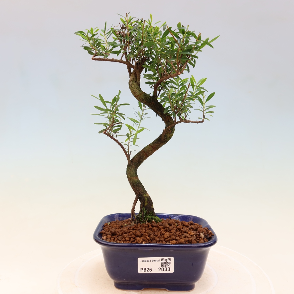 Pokojová bonsai - Syzygium - Pimentovník