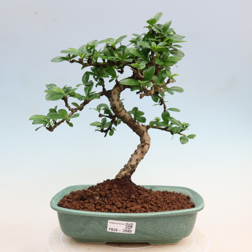 Pokojová bonsai - Carmona macrophylla - Čaj fuki