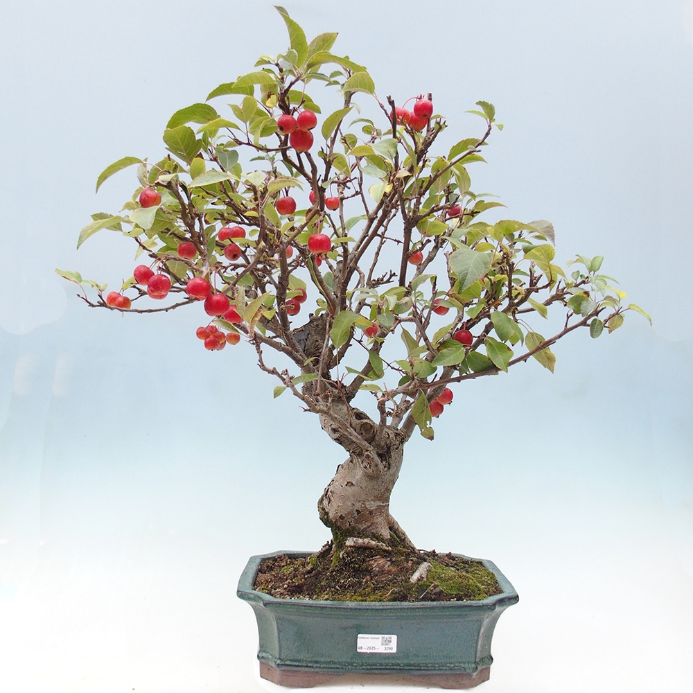 Venkovní bonsai -Malus halliana - Maloplodá jabloň