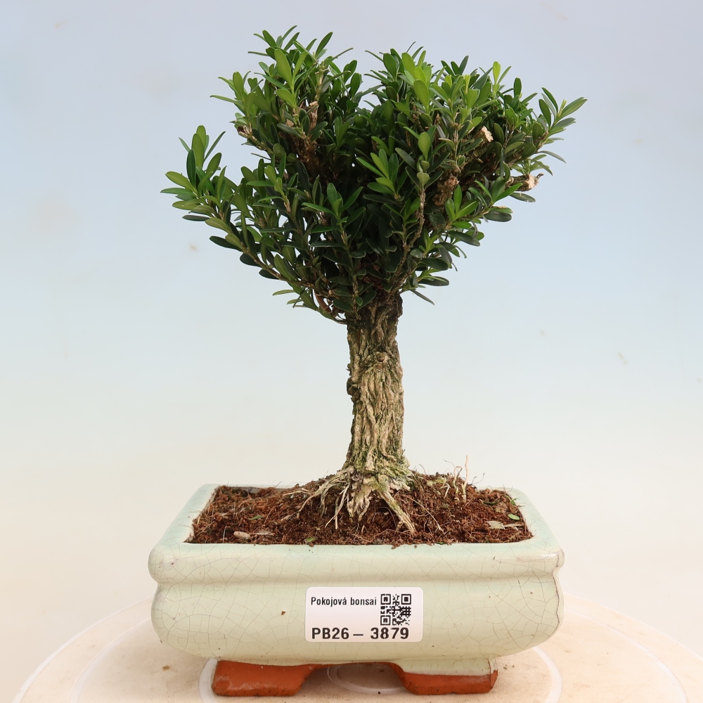 Pokojová bonsai - Buxus harlandii -korkový buxus