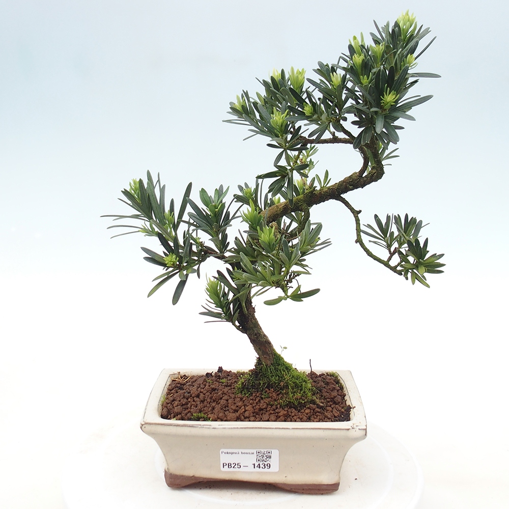 Pokojová bonsai - Podocarpus - Kamenný tis