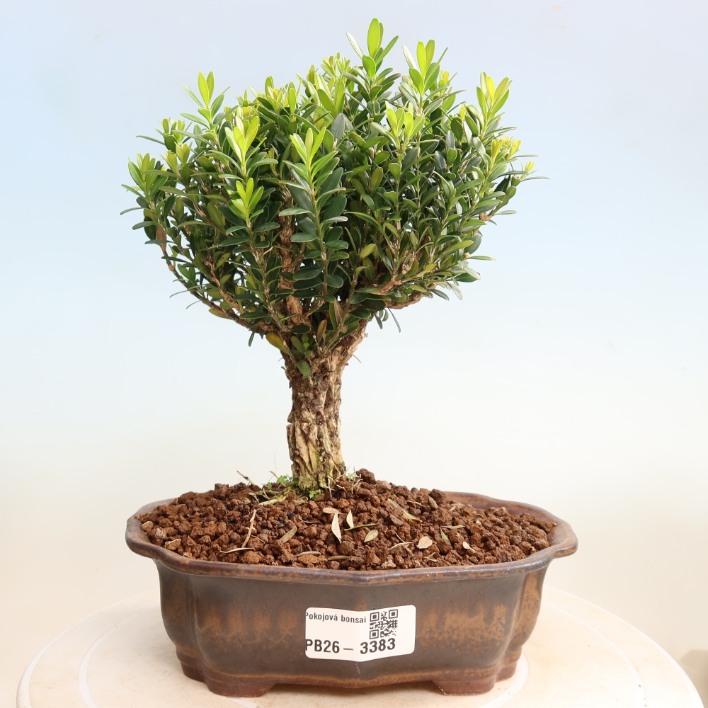 Pokojová bonsai - Buxus harlandii -korkový buxus