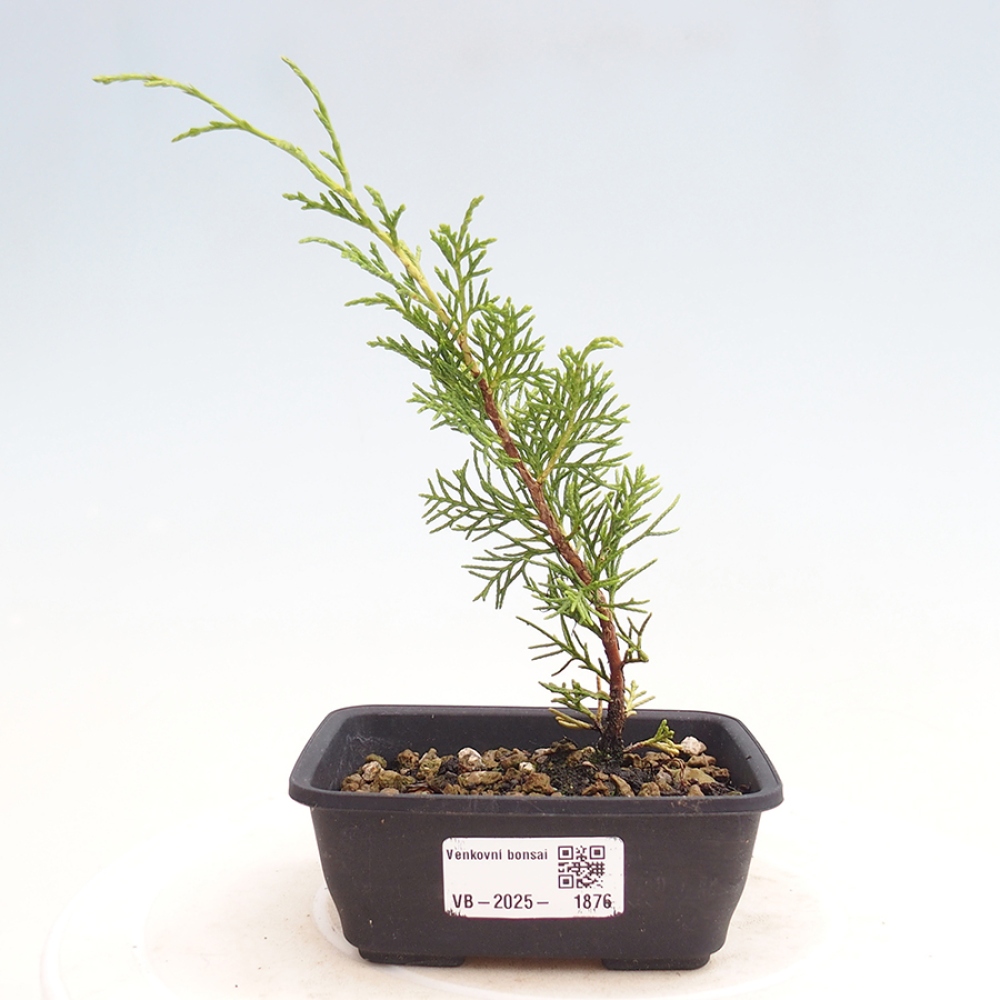 Venkovní bonsai - Juniperus chinensis Itoigawa -Jalovec čínský
