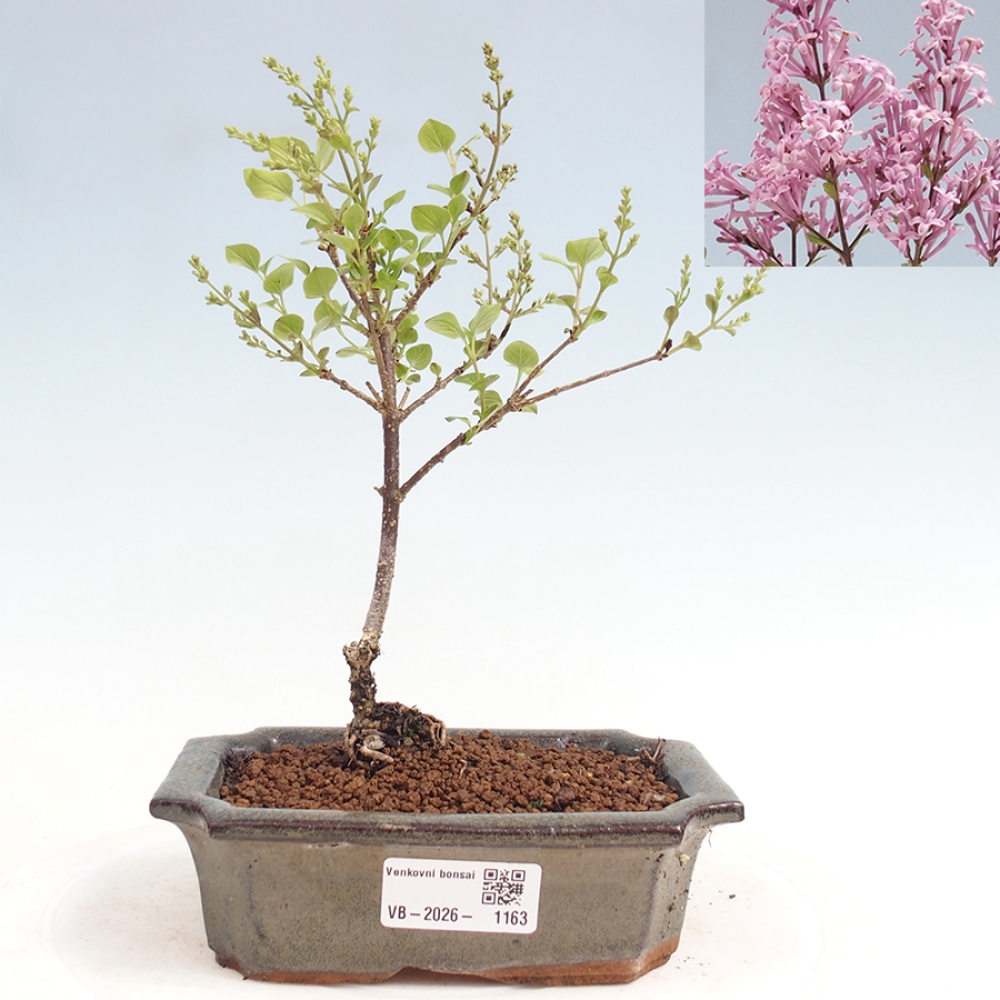 Venkovní bonsai - Syringa Meyeri Palibin - Šeřík Meyerův