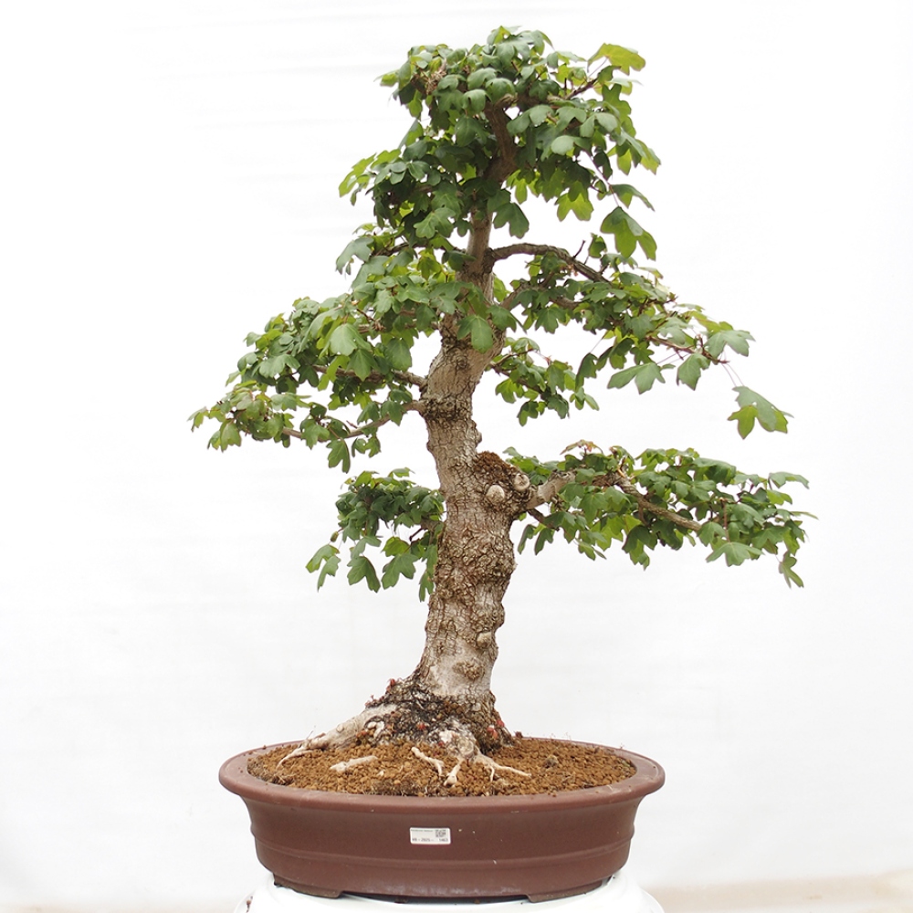 Venkovní bonsai -Javor babyka - Acer campestre