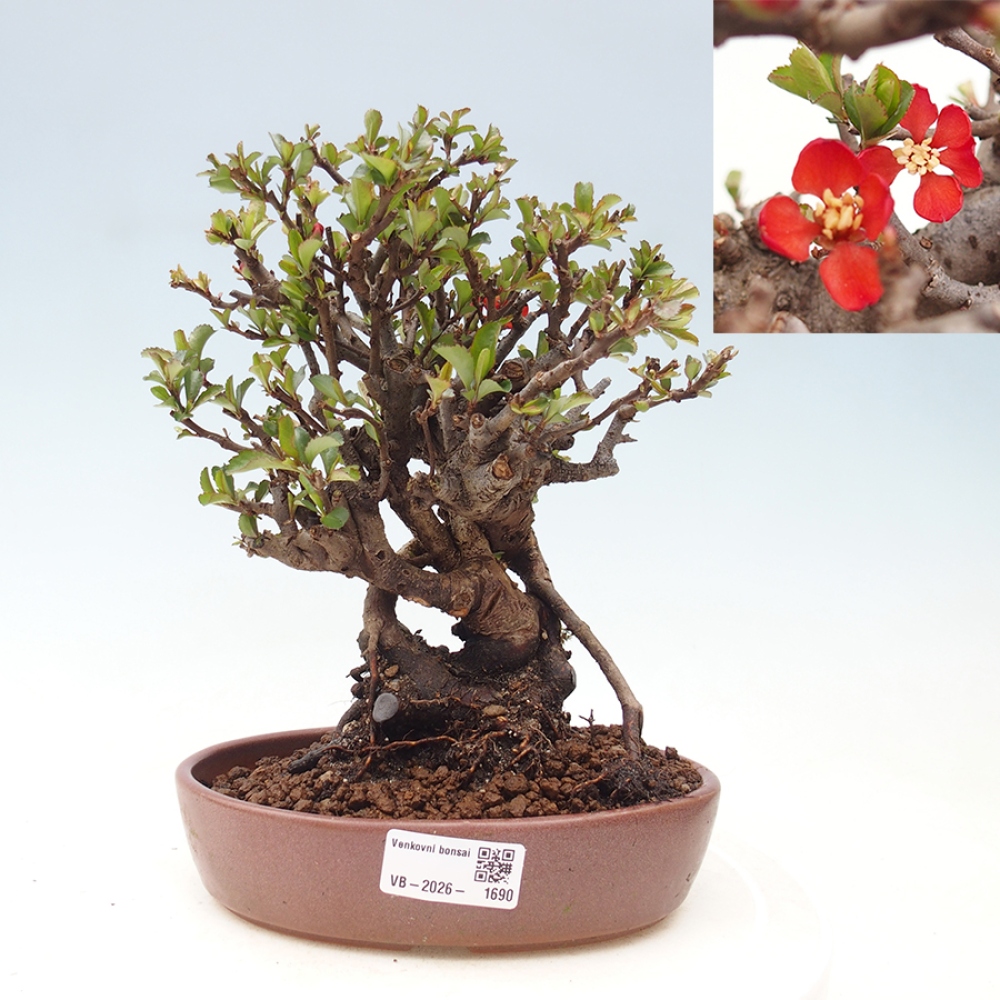 Venkovní  bonsai -  Chaneomeles speciosa - Kdoulovec ozdobný