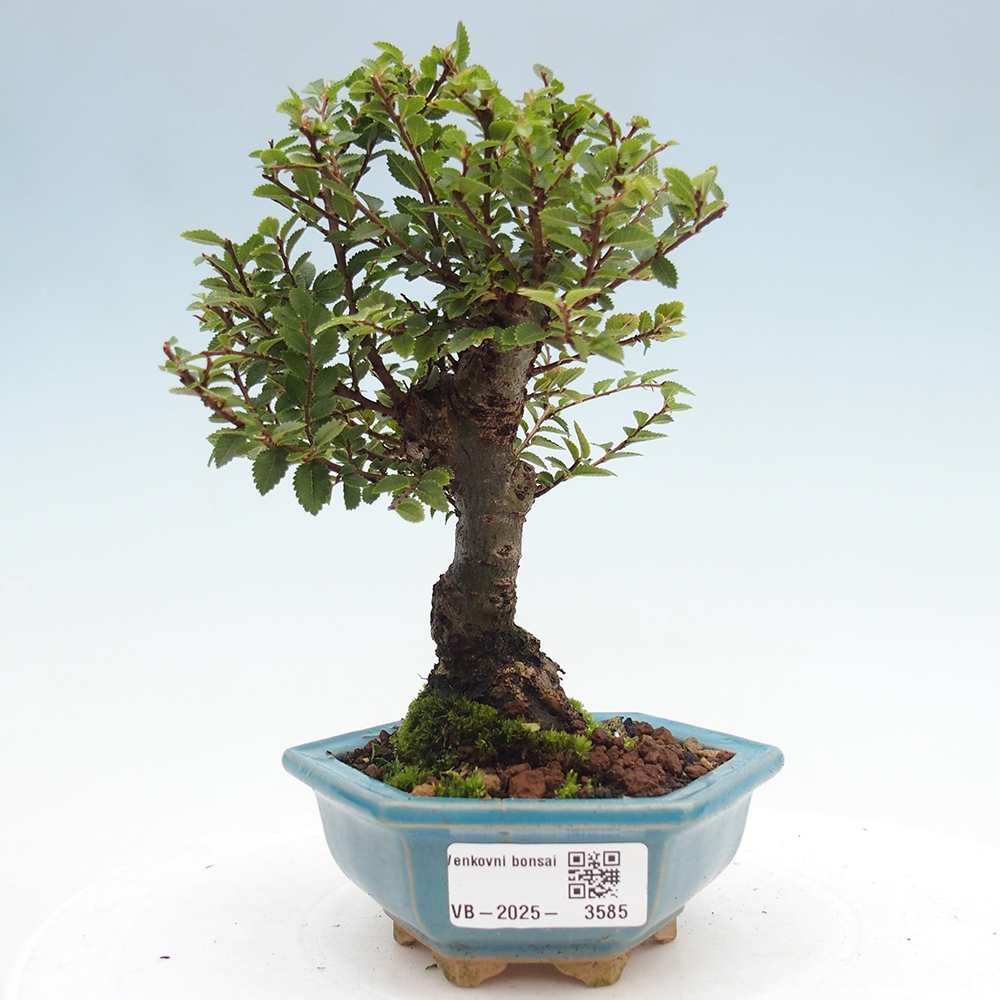 Venkovní bonsai - Ulmus parvifolia Hokkaido - jilm Čínský