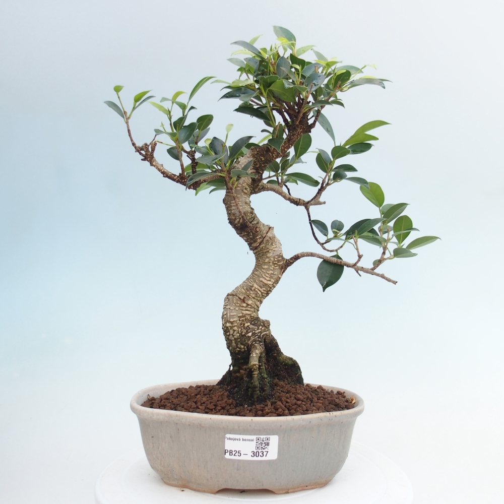Pokojová bonsai - Ficus retusa -  malolistý fíkus