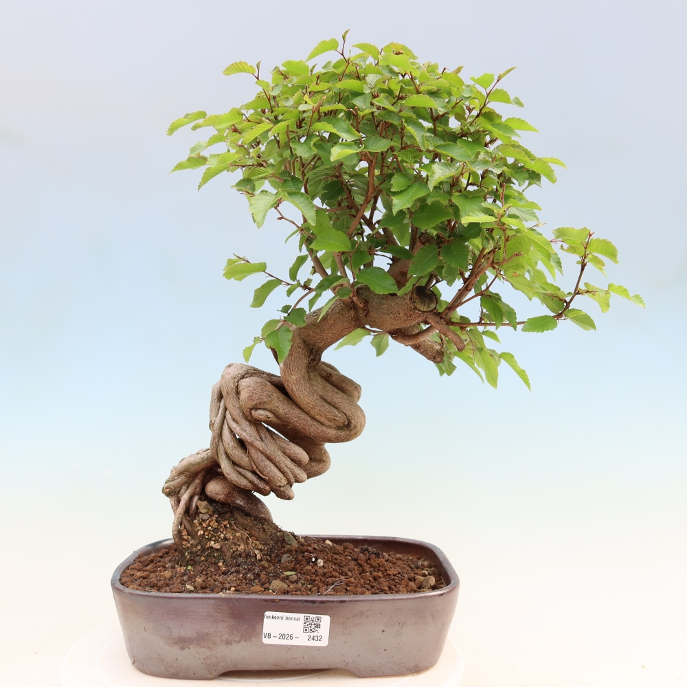 Venkovní bonsai -Carpinus Coreana - Habr korejský