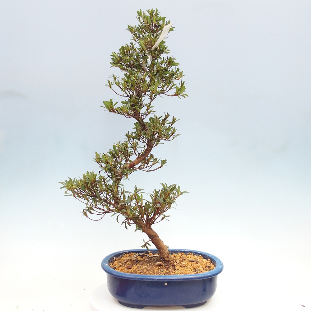 Venkovní bonsai - Japonská azalka - Azalea Hakurin