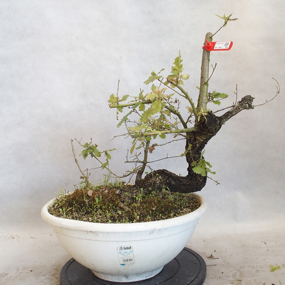 Venkovní bonsai Quercus Cerris - Dub Cer