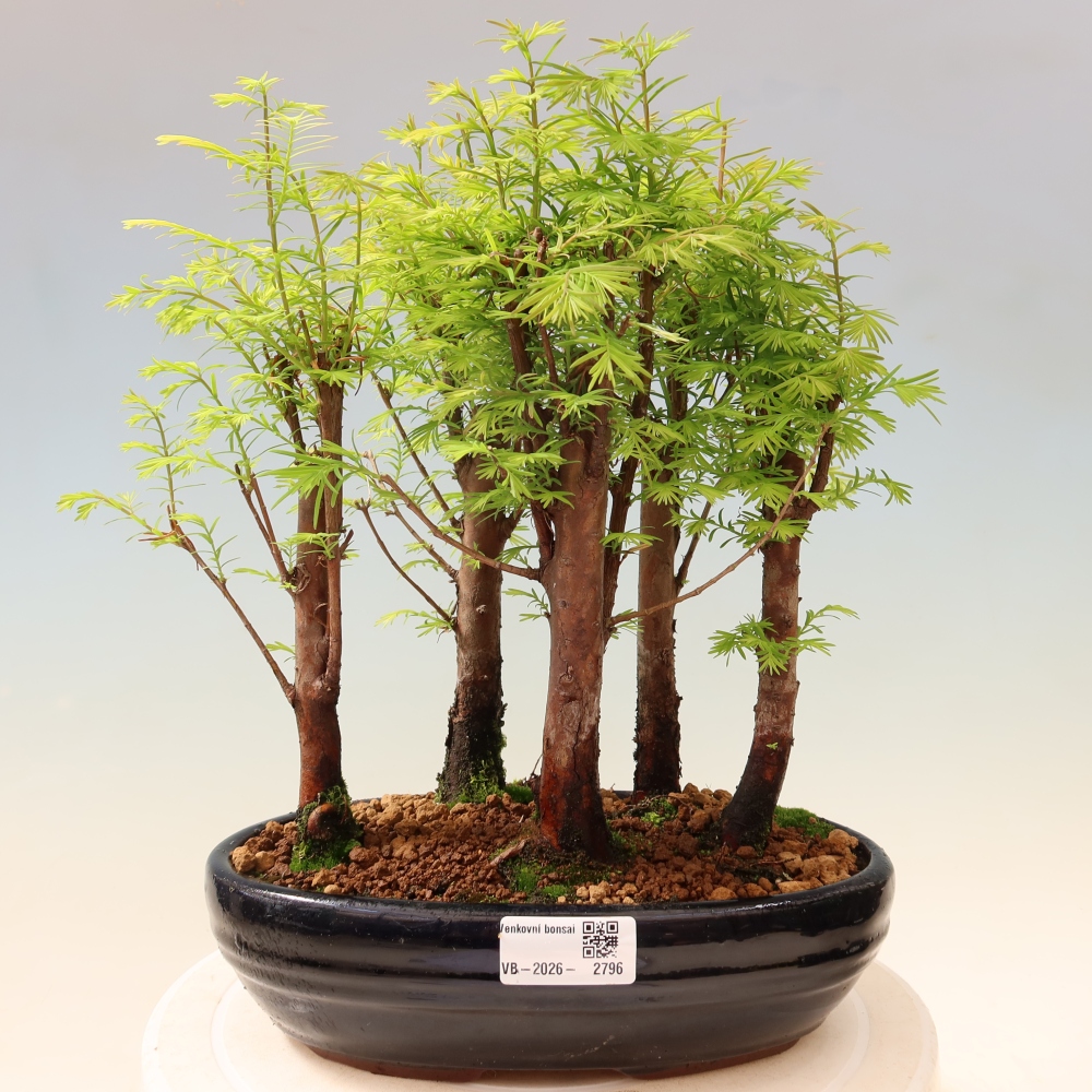 Venkovní bonsai - Metasequoia glyptostroboides - Metasekvoje čínská - lesík