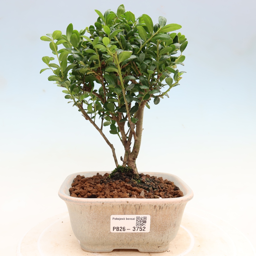 Pokojová bonsai - Ilex crenata - Cesmína
