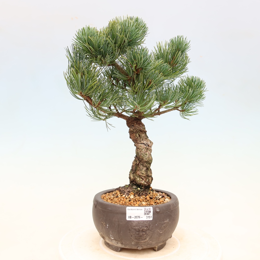 Venkovní bonsai - Pinus parviflora - Borovice drobnokvětá