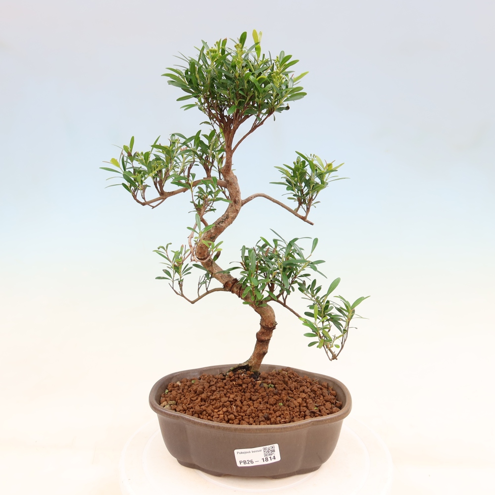 Pokojová bonsai - Syzygium - Pimentovník