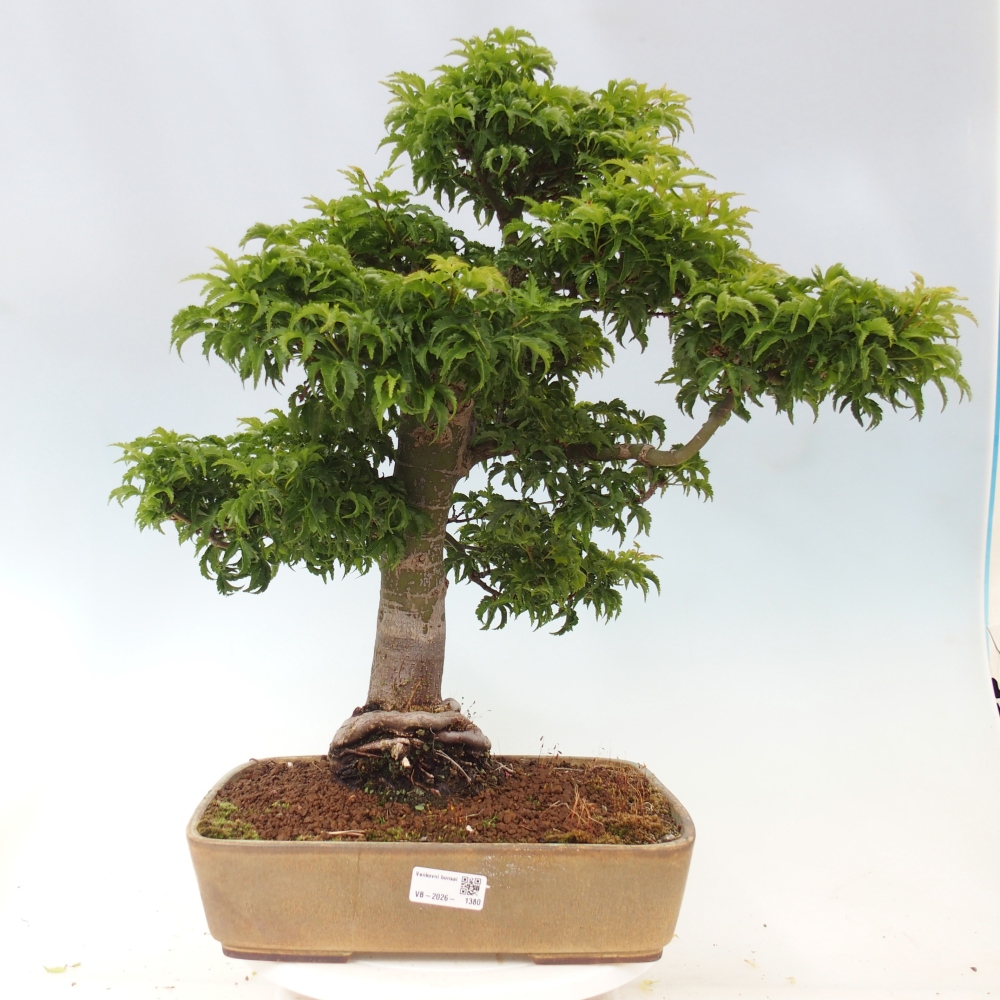 Venkovní bonsai -Javor dlanitolistý Acer palmatum Shishigashira