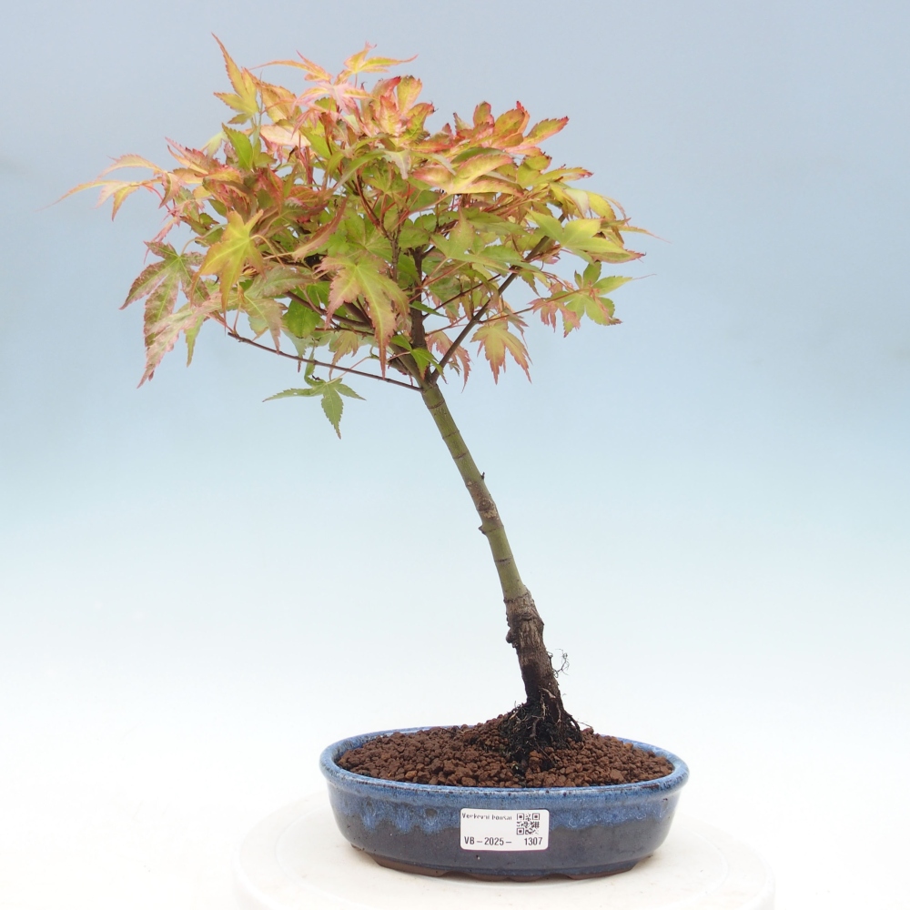 Javor dlanitolistý - Acer palmatum Beni Tsukasa