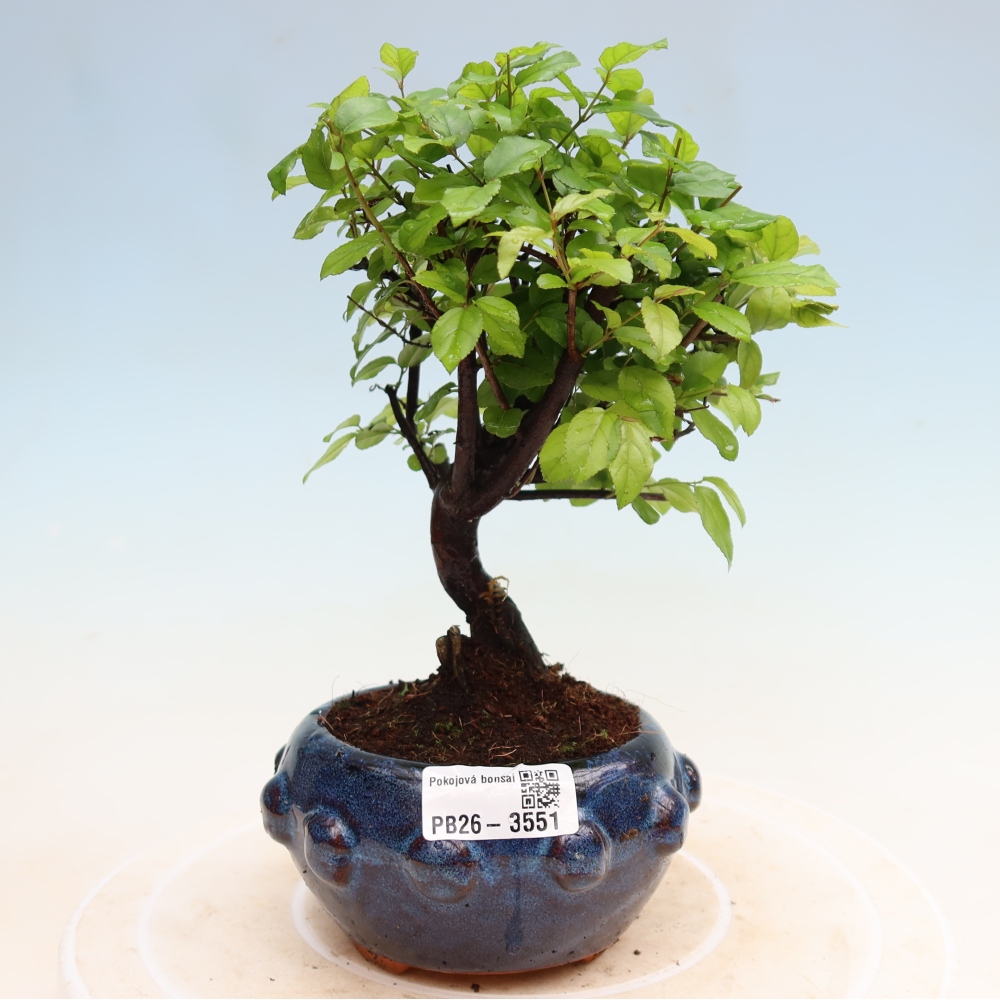 Pokojová bonsai - Sagerécie thea - Sagerécie thea