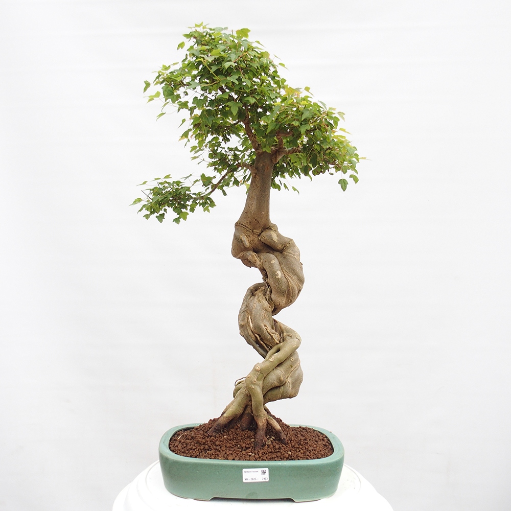 Venkovní bonsai - Acer Buergerianum - Javor Burgerův