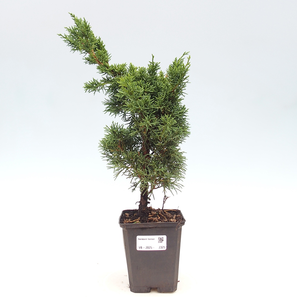 Venkovní bonsai - Juniperus chinensis Kishu -Jalovec čínský