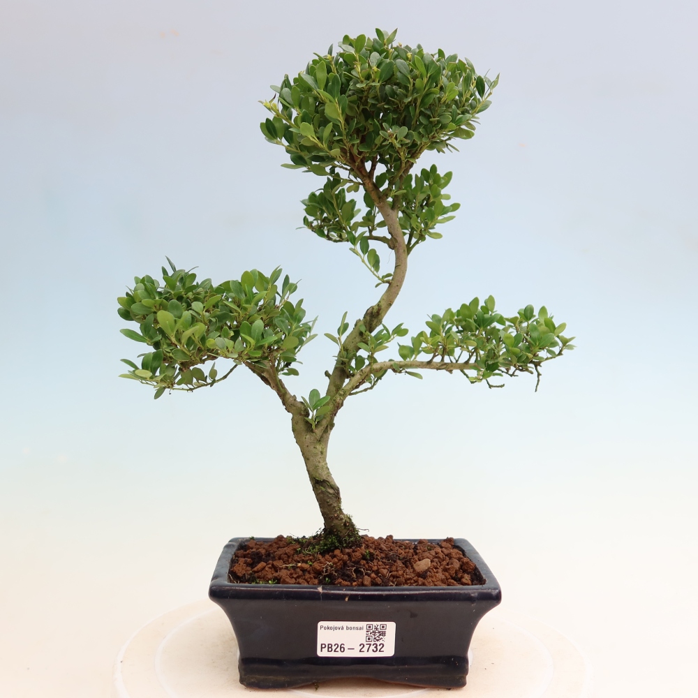 Pokojová bonsai - Ilex crenata - Cesmína
