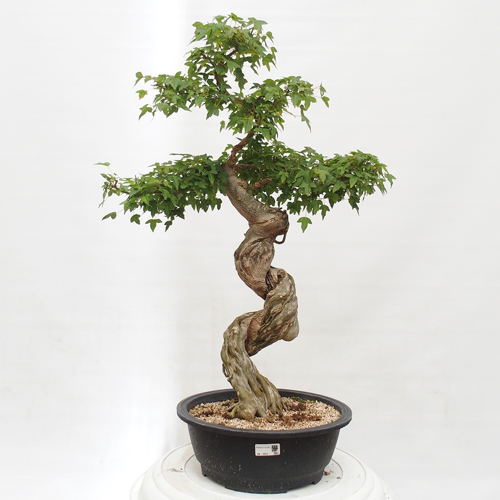 Venkovní bonsai - Acer Buergerianum - Javor Burgerův