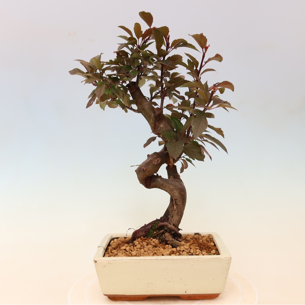 Venkovní bonsai -Malus domestica - Maloplodá jabloň červenolistá