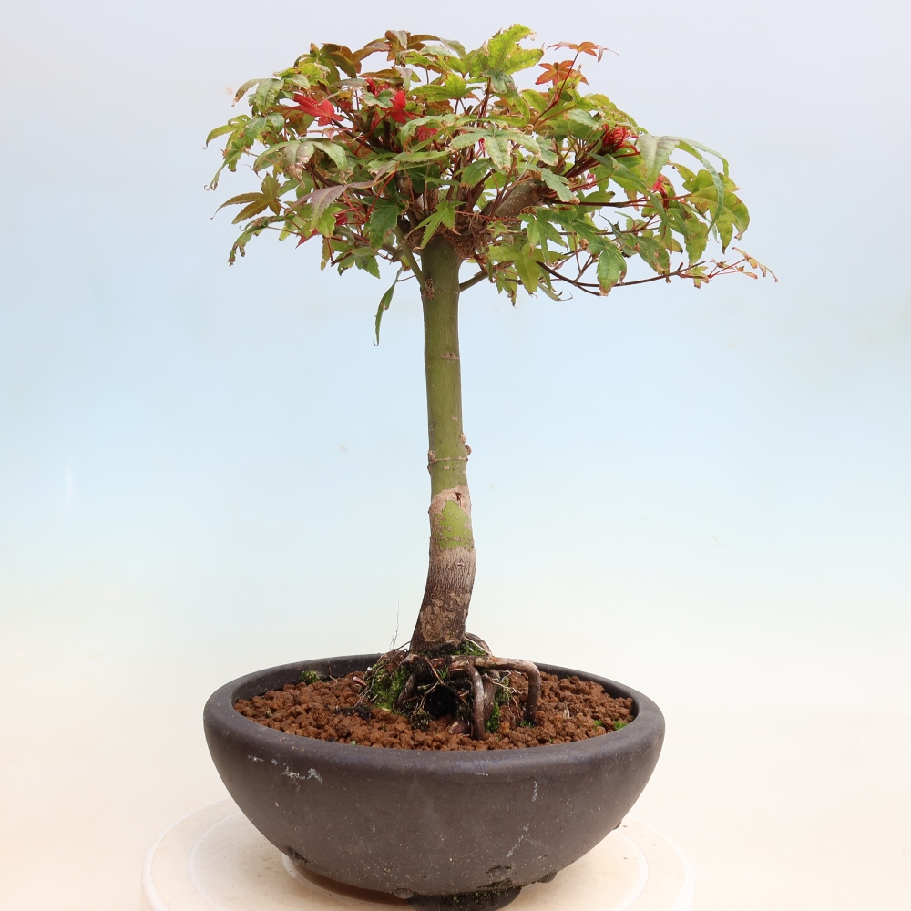 Venkovní bonsai - Javor dlanitolistý - Acer palmatum DESHOJO