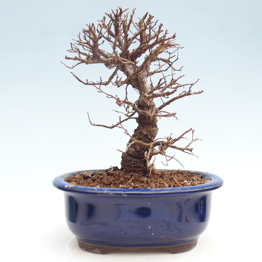 Venkovní bonsai - Zelkova - Zelkova NIRE