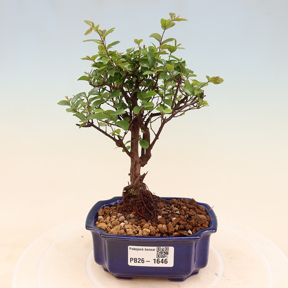 Pokojová bonsai - Sagerécie thea - Sagerécie thea