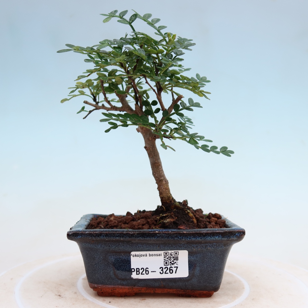 Pokojová bonsai - Zantoxylum piperitum - pepřovník
