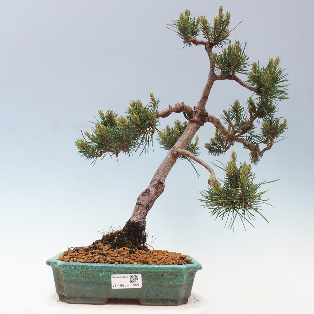 Venkovní bonsai - Pinus Sylvestris Watererri - Borovice lesní