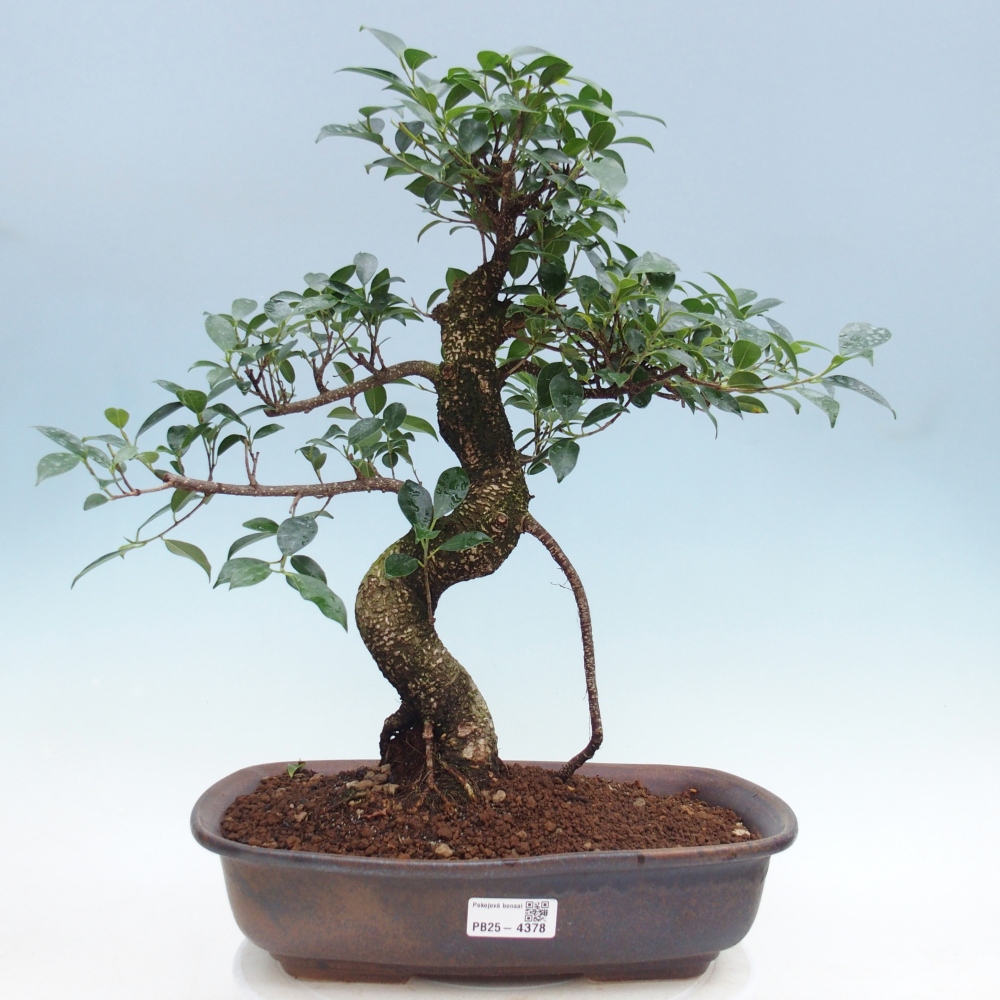 Pokojová bonsai - Ficus retusa -  malolistý fíkus