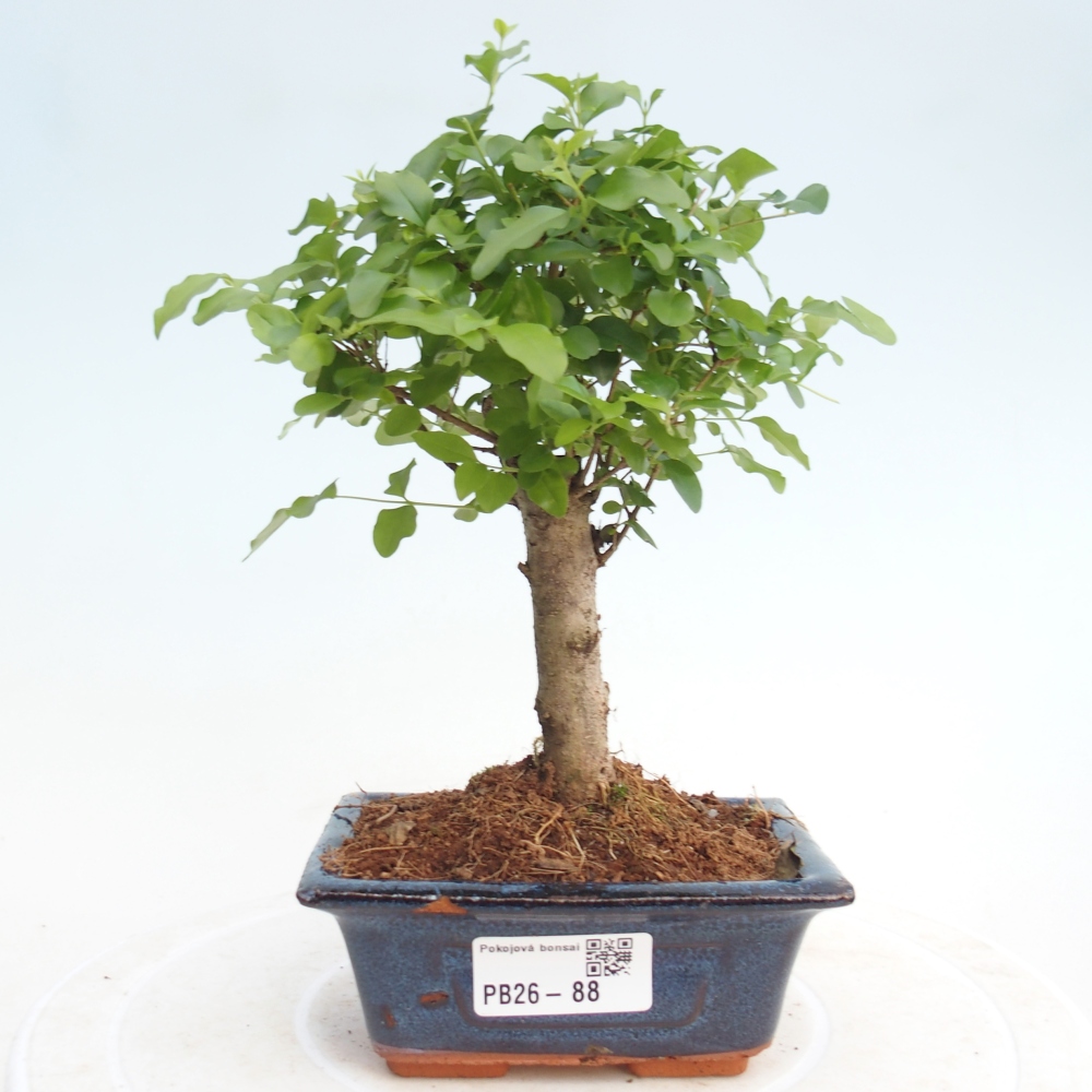 Pokojová bonsai -Ligustrum chinensis - Ptačí zob