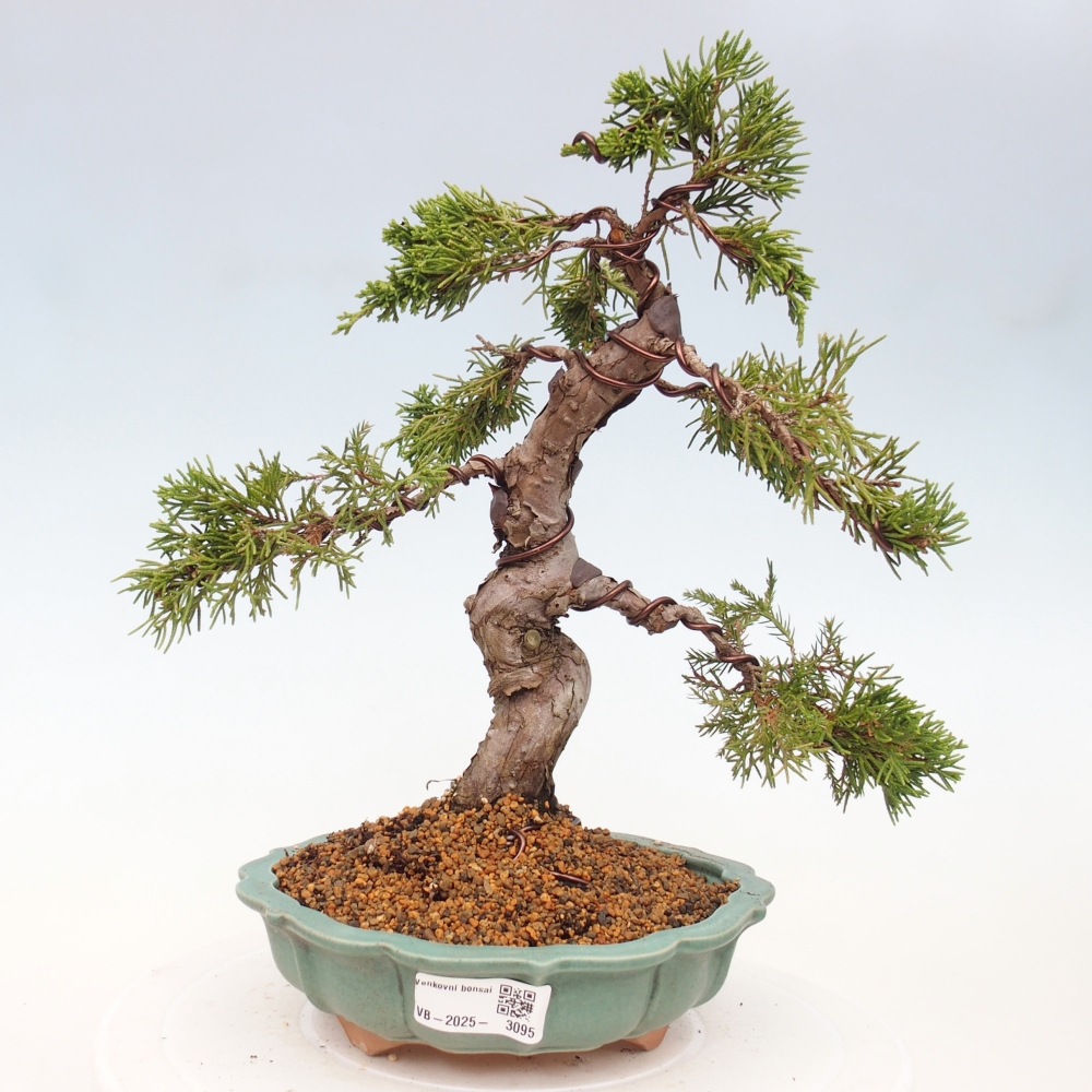 Venkovní bonsai - Juniperus chinensis Itoigawa -Jalovec čínský