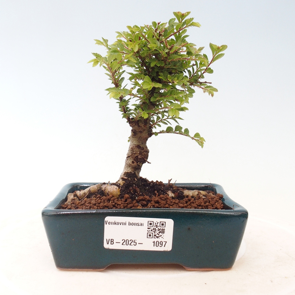 Venkovní bonsai - Ulmus parvifolia Sagei - Malolistý jilm